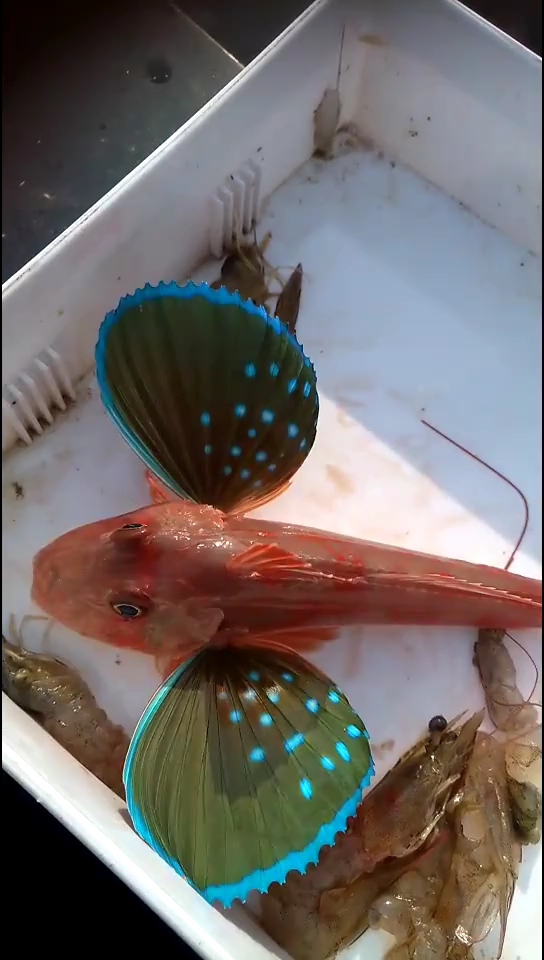 这是什么鱼还有两个 翅膀