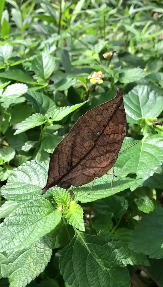 枯叶蝶展开翅膀图片