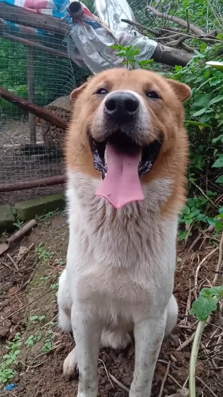 狗狗萌宠成精了