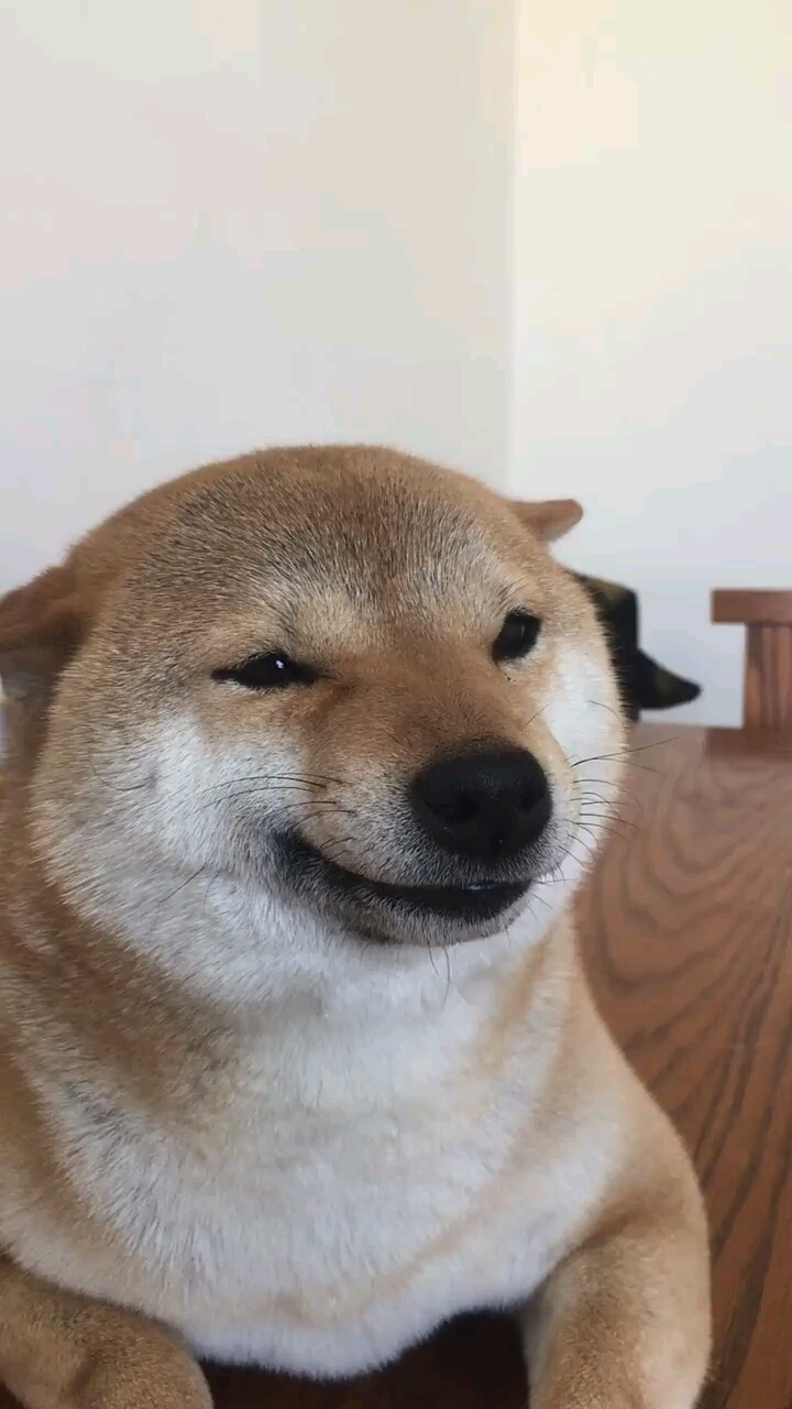 你笑起来真搞笑像春天的狗一样#柴犬