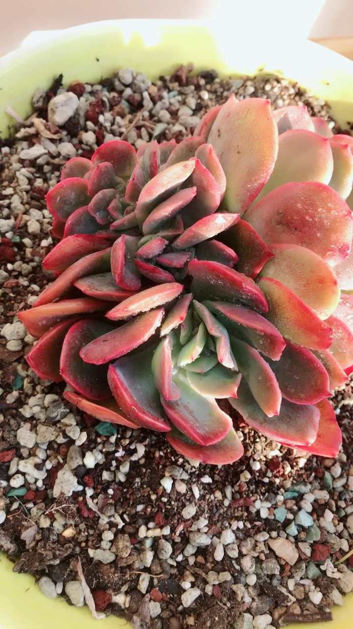 我的多肉-绮罗缀化