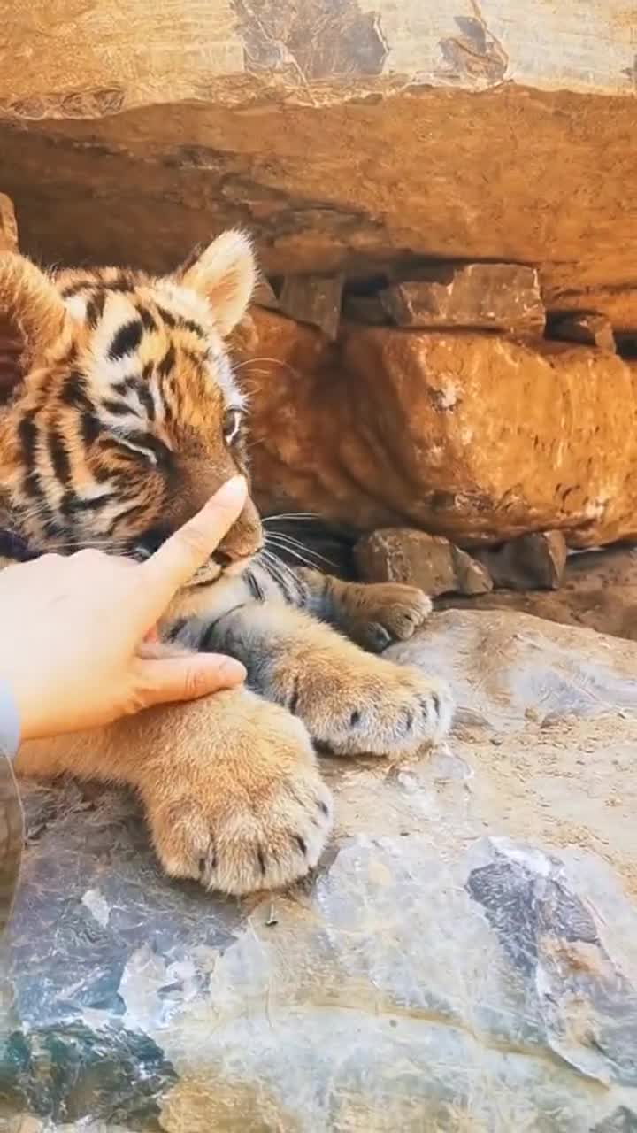 美女挑弄老虎,玩好了上头条,玩不好直接上新闻!