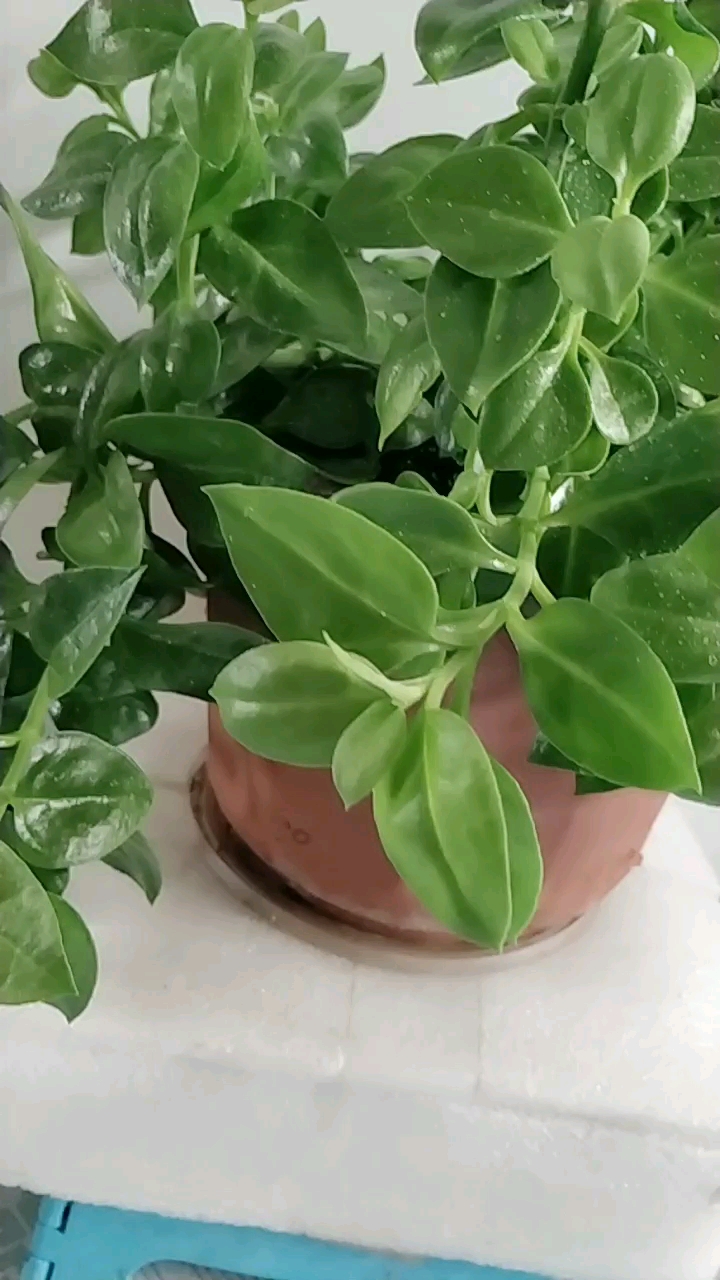 这一大盆穿心莲可以做个菜了