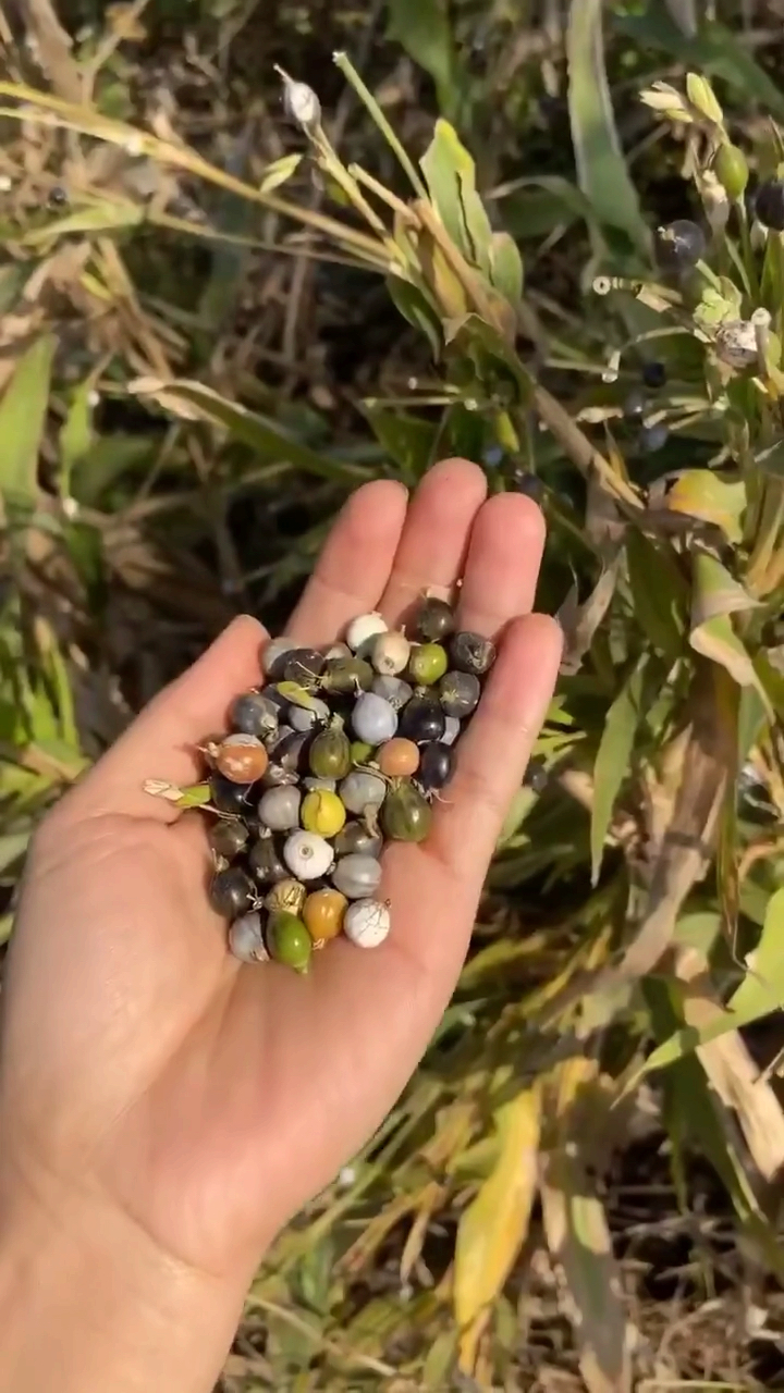 小时候大人们告诉我门不能带手上会吸血. 我们这叫尿珠子你们叫什么