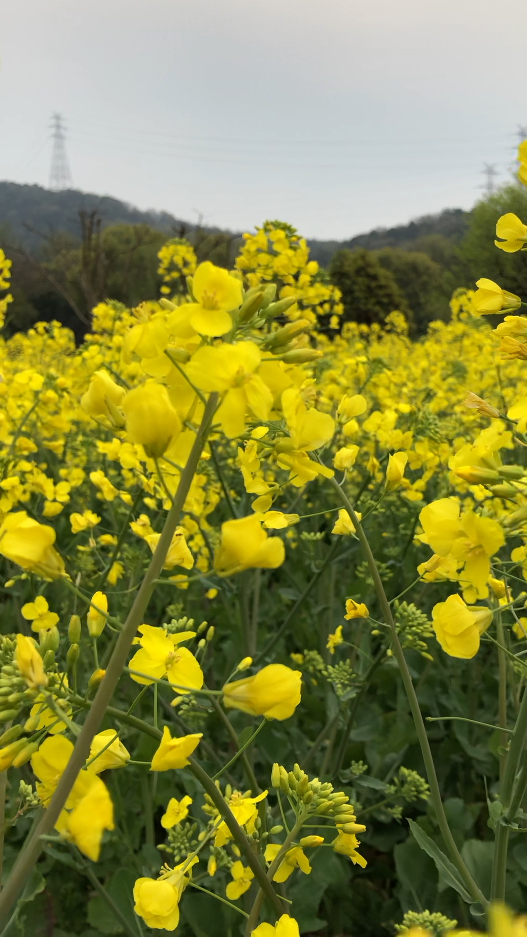 八卦田油菜花图片