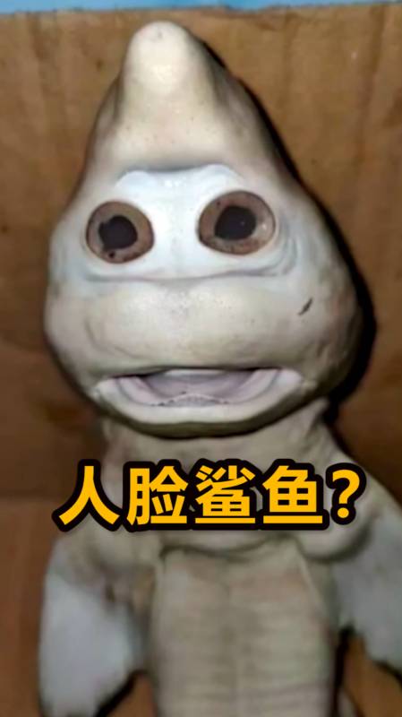 印尼现"人脸鲨鱼":长相诡异引附近村民竞相合影-全民小视频