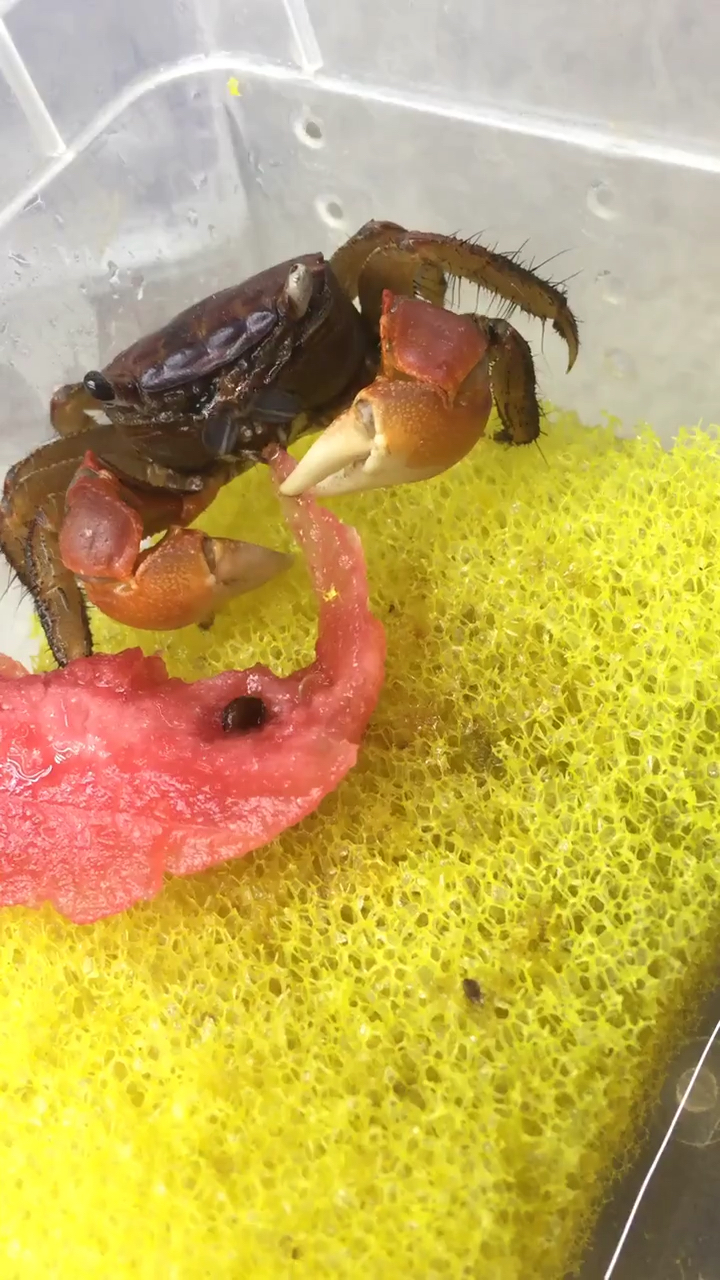 螃蟹吃西瓜!