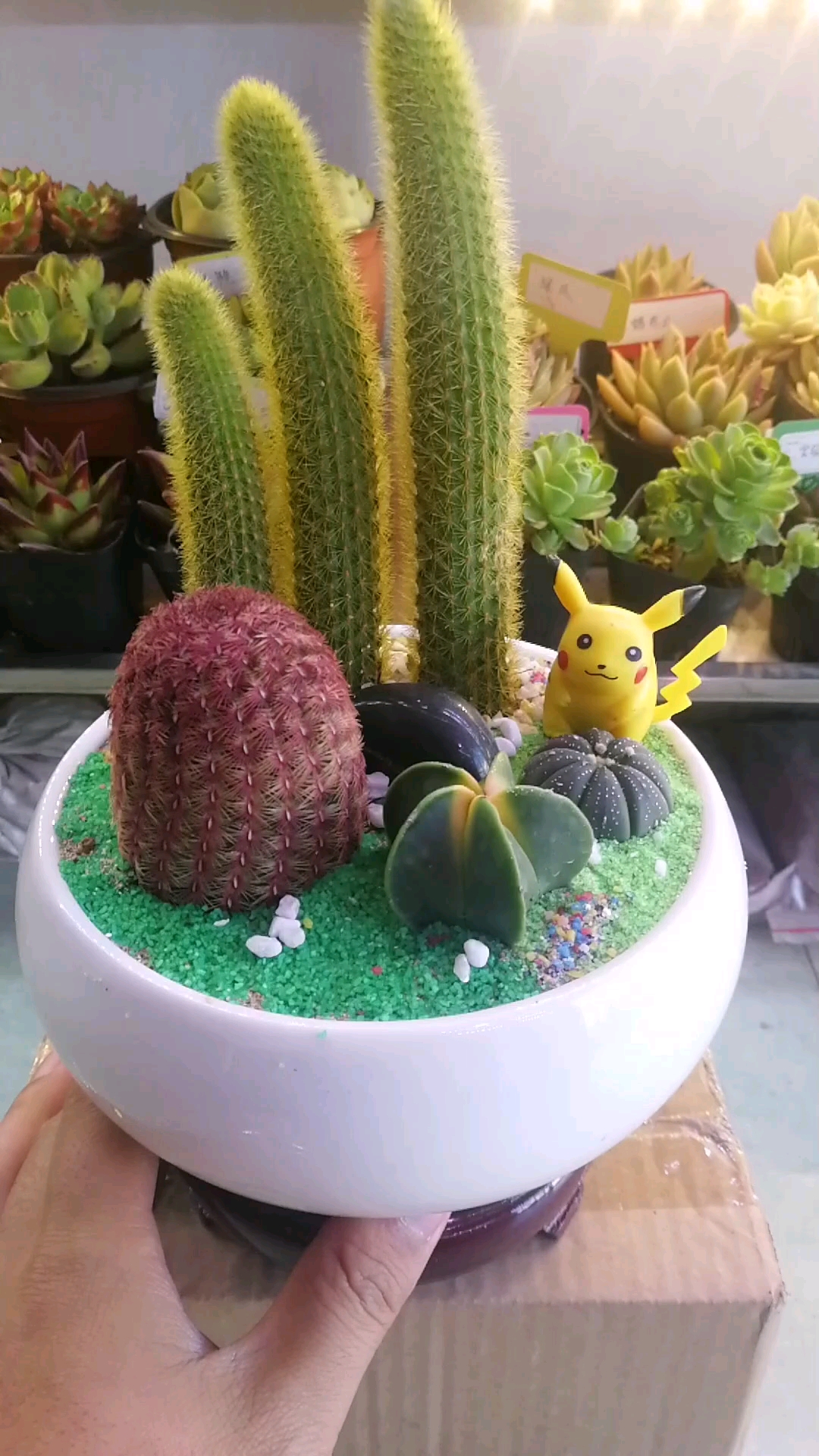 仙人球盆景组合,皮卡丘乐园!