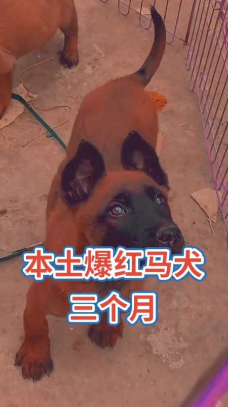 马犬#爆红马犬,血统纯正,疫苗做好