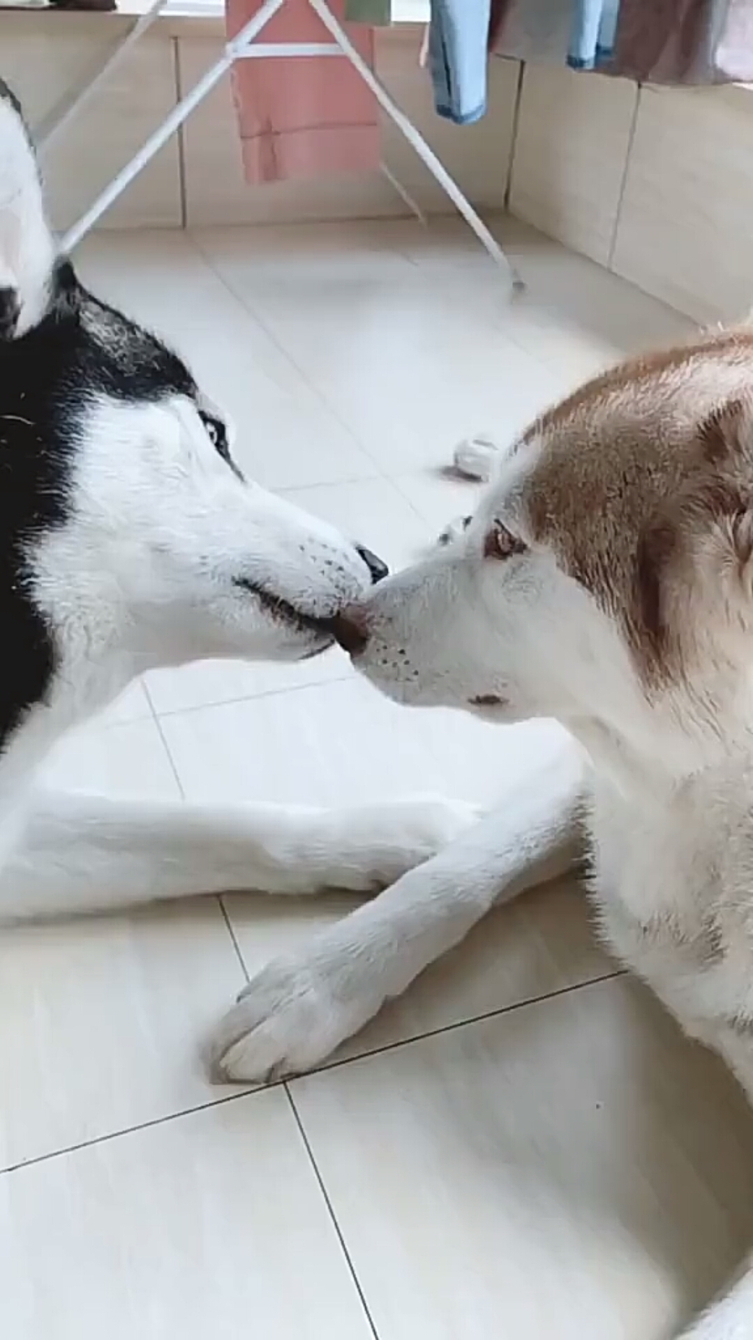 二哈秀恩爱虐单身狗主人