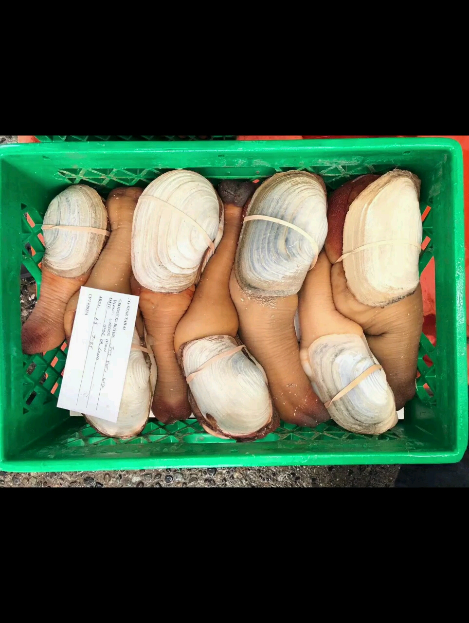 加拿大a级干水象拔蚌[色][色]明天星期四下午4点前到货规格24斤读码