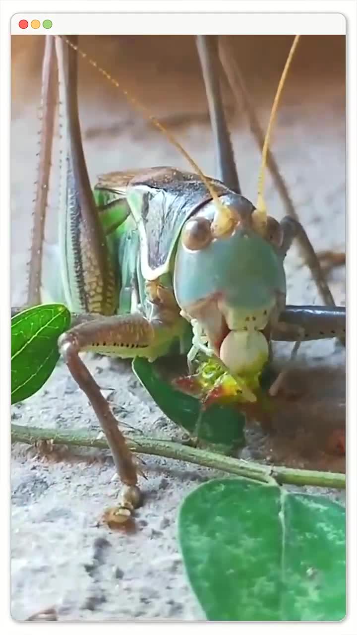 这蚂蚱吃什么,也太香了,看的我都馋了!