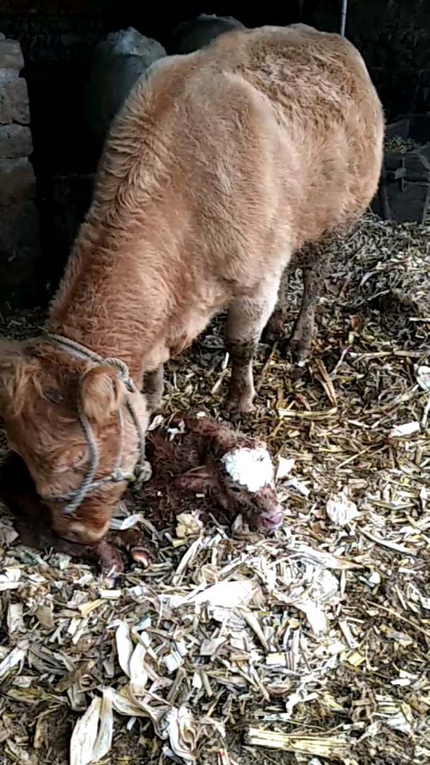 大牛生牛宝宝啦.
