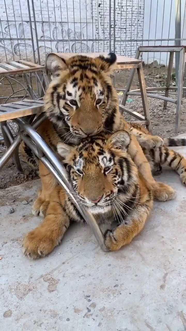 草原之王 双胞胎老虎