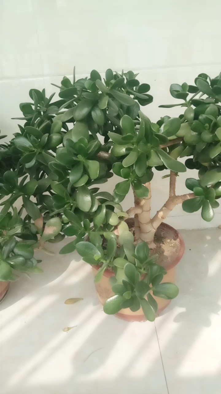 养了四年的胖娃娃