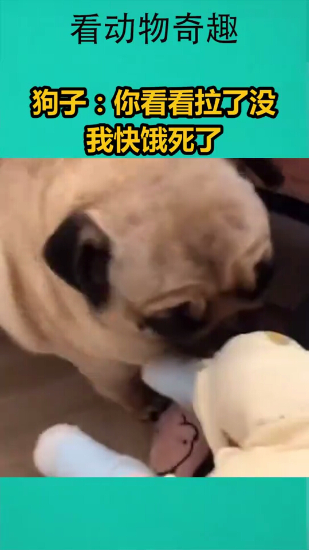 狗子:你看看拉了没,我快饿死了