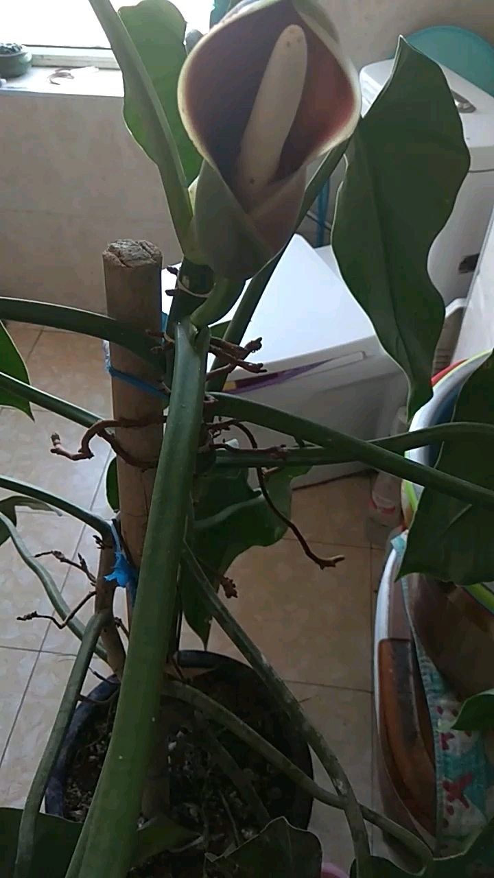 看看我家的绿宝石喜林芋开花了