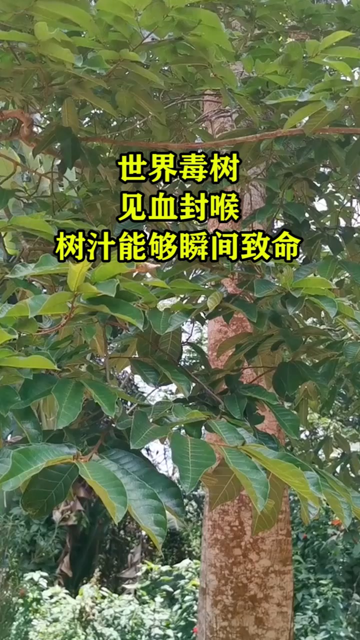 见血封喉树简笔画图片