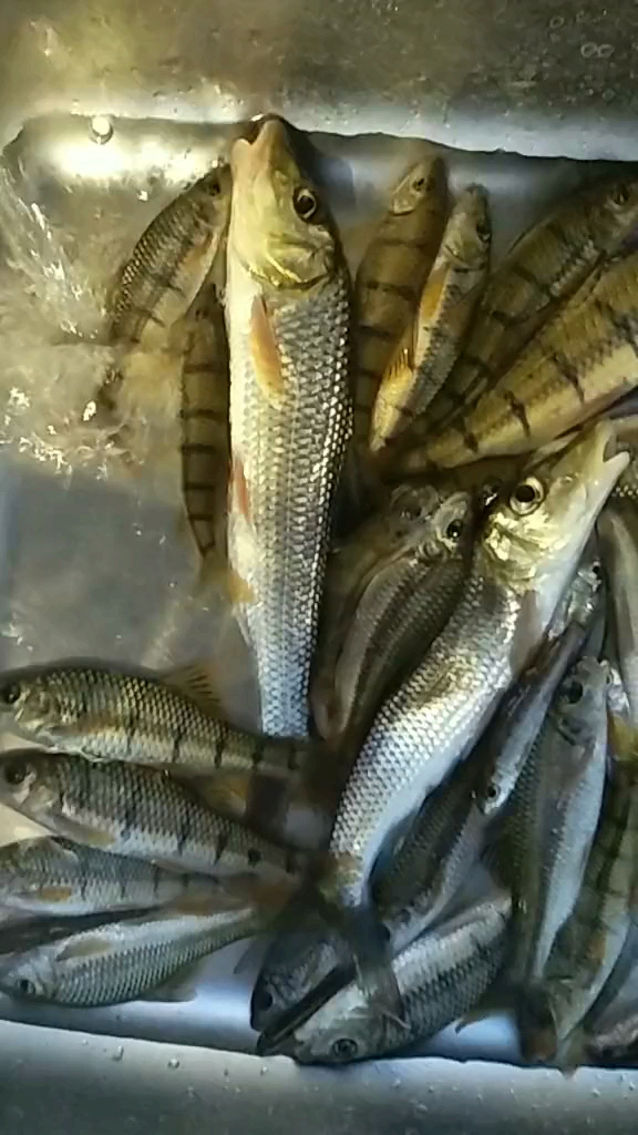 一斤顶十斤,专钓山沟里的好鱼 今天不错