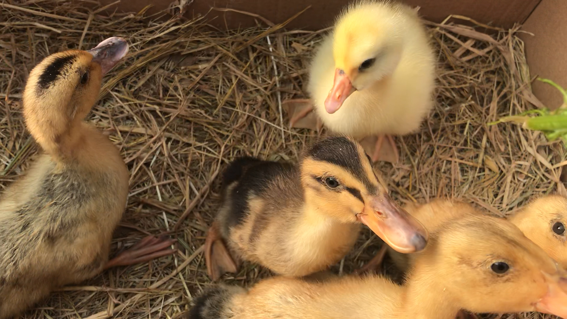 小鸭子和小鹅的第三天,喜欢田园生活的朋友点个赞和关注,谢谢你们.