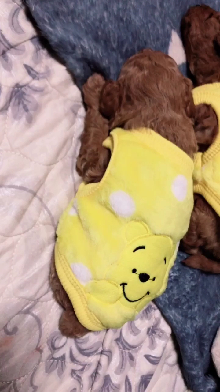 神宠来袭#24天的小仔仔