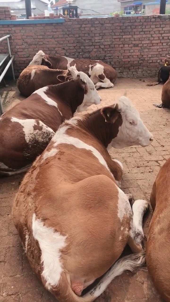 大形体怀孕母牛