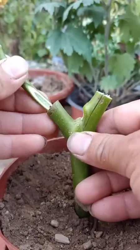 嫁接多年生茄子,学会你就发财了