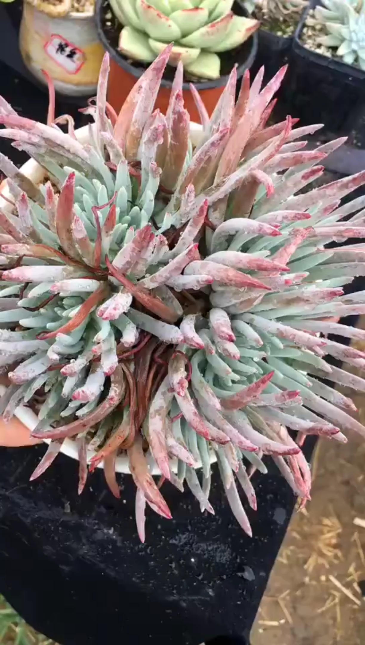 爱杜丽斯仙女杯