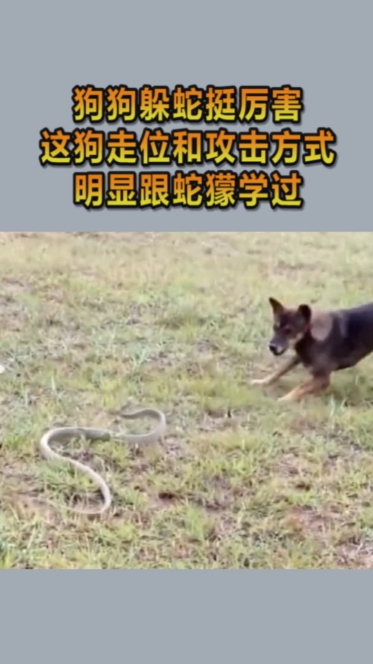 抓蛇犬图片