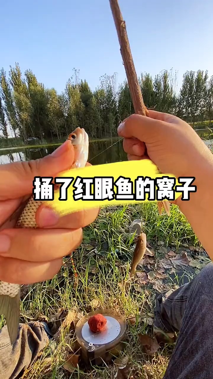 捅了红眼鱼的窝子这个钓位太牛了