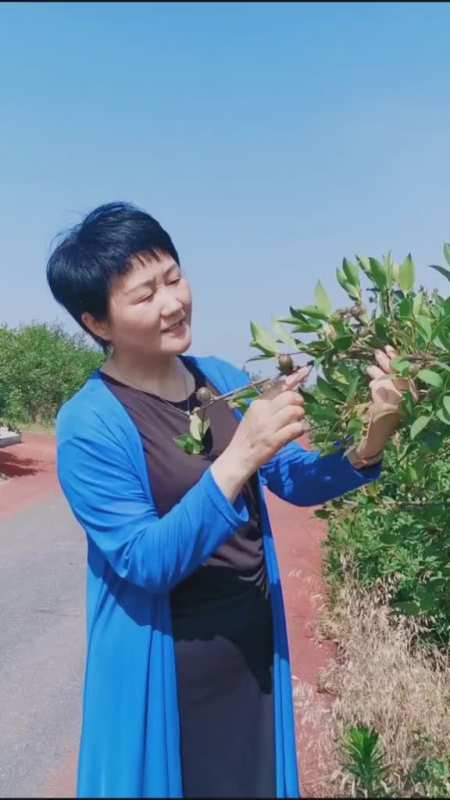 在里遇见金寨用来制作金寨山茶油的果实认识吗我家在金寨蔡黎丽副县长