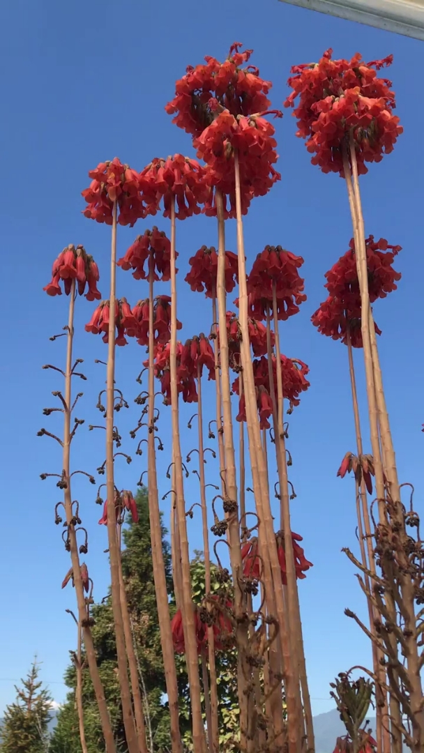 不死鸟多肉开花图片