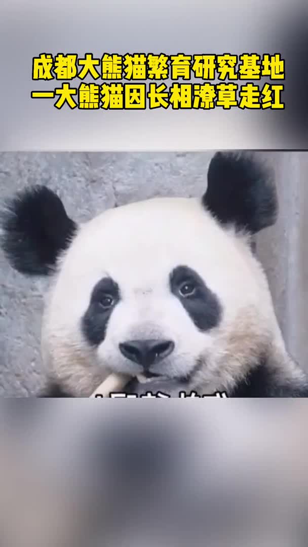 成都大熊猫繁育研究基地一大熊猫因长相潦草走红