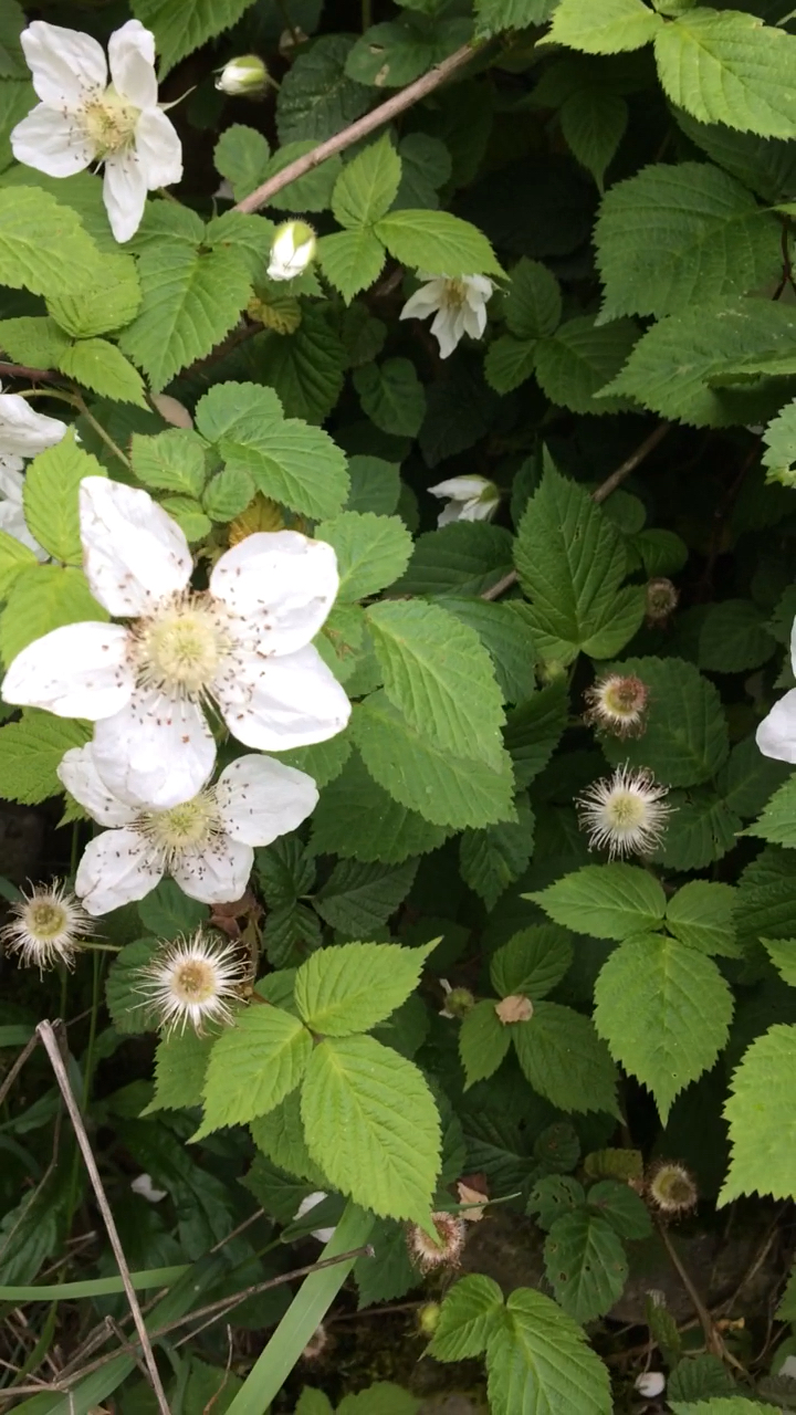 又叫野草莓,红色诱人不得了,酸酸甜甜好味道.