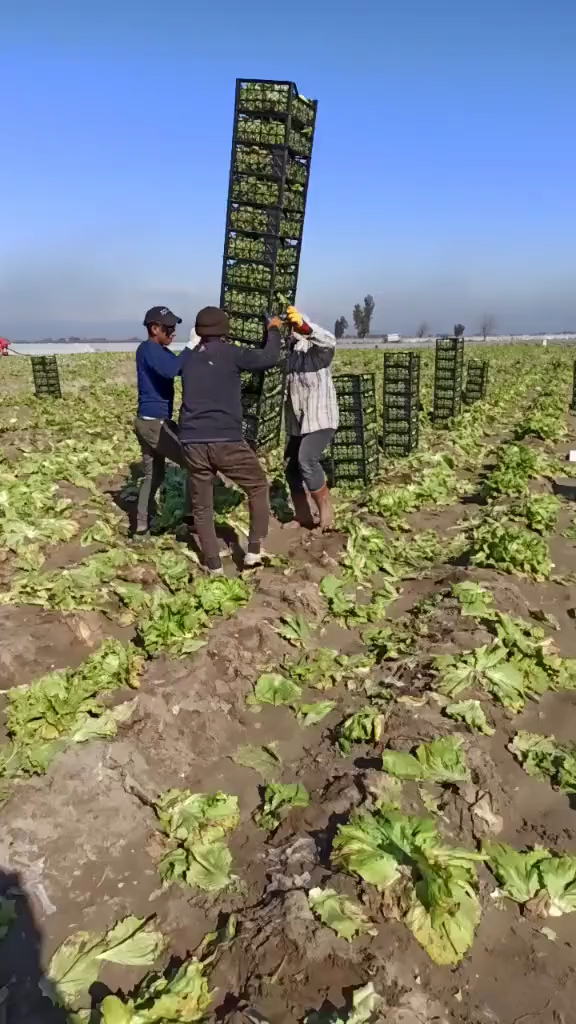 印度农村大力士