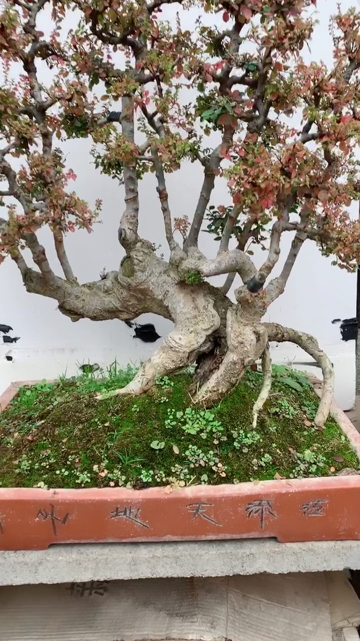 千奇百怪盆景桩#一本多杆