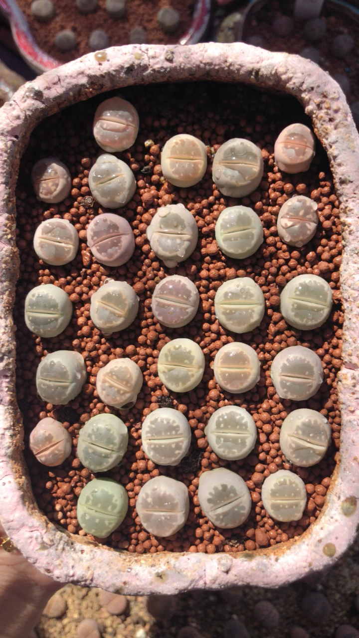 生石花 橄榄玉 4年母本