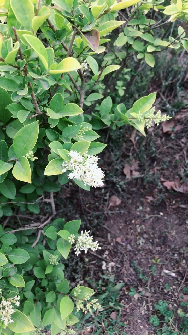 金森女贞开花