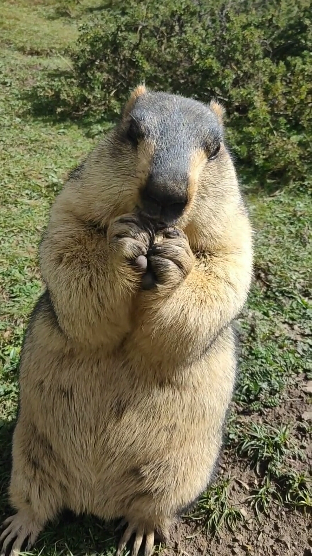 大老鼠吃花生的动作真可爱