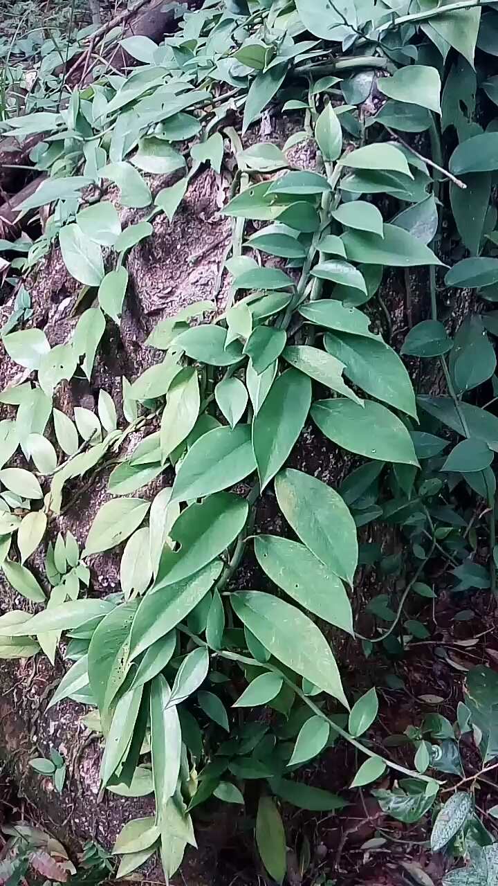 野生药材#石头上的名贵药材.