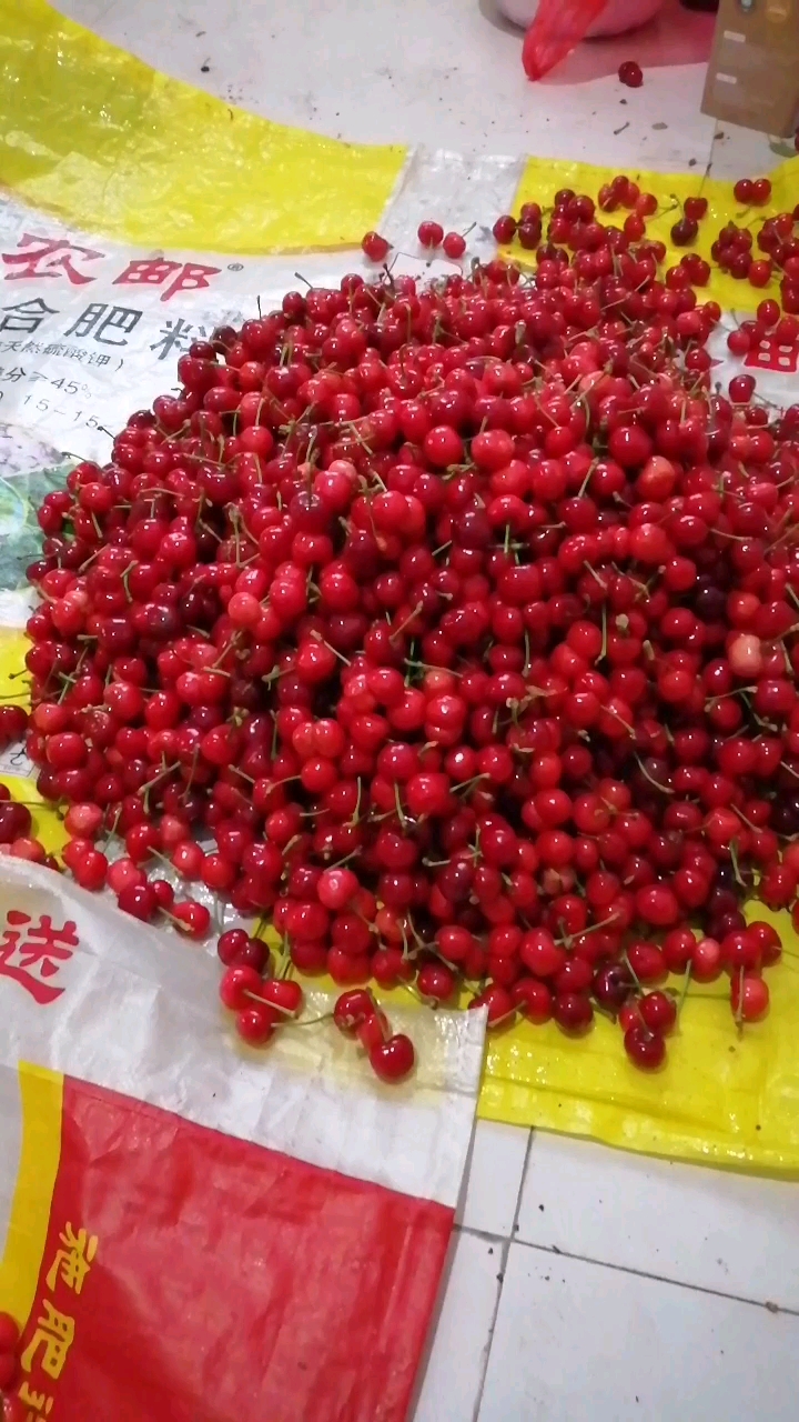 天宝樱桃第一镇,天宝大樱桃