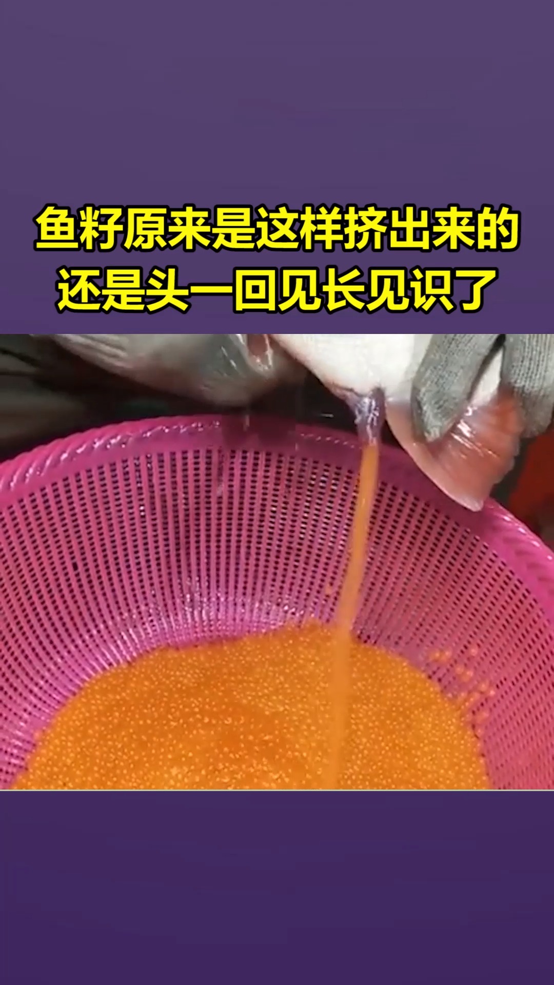 我要上热门#鱼籽原来是这样挤出来的,还是头一回见长见识了!