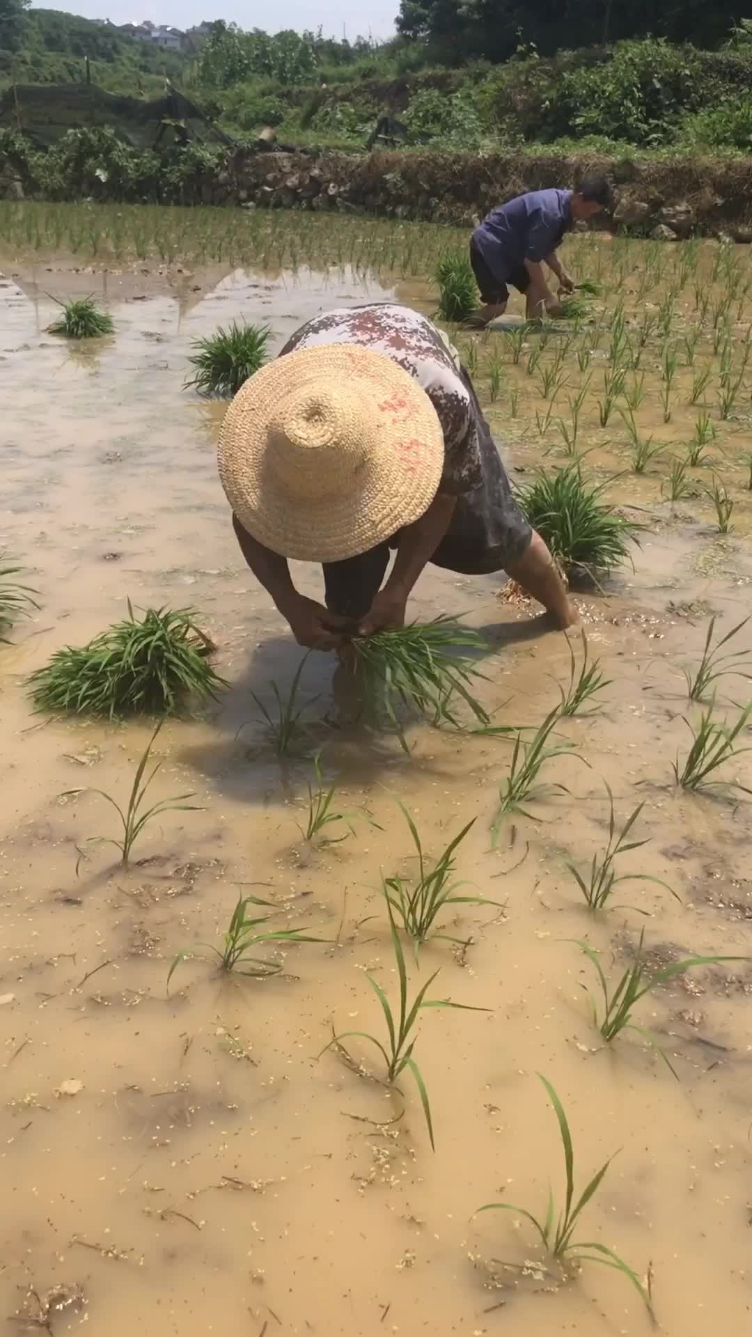 中国九亿农民,种地是最累的,收入是最低的,还时常被一些人瞧不起.