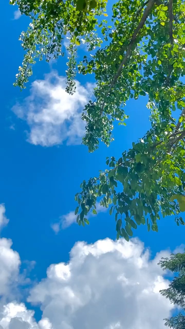 我们会在无数个夏天的风里继续相见