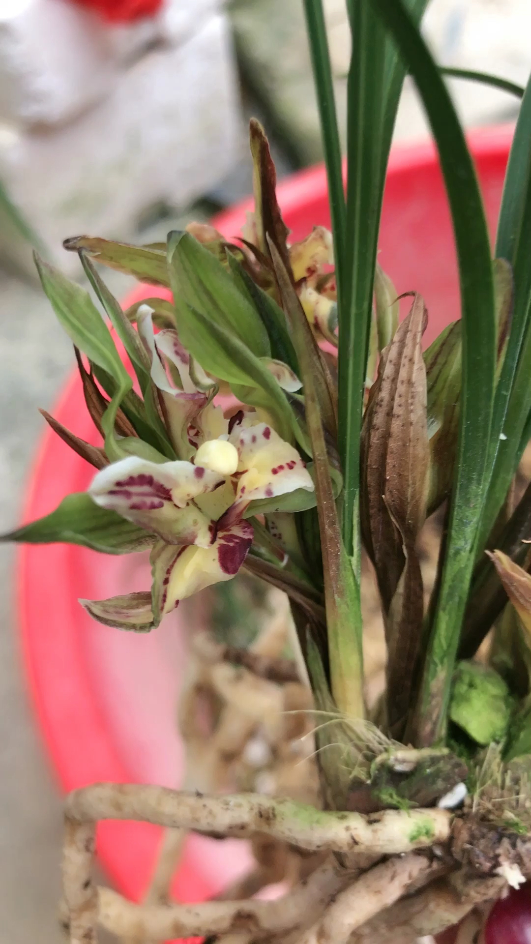 有爱才有年#春兰盛世牡丹