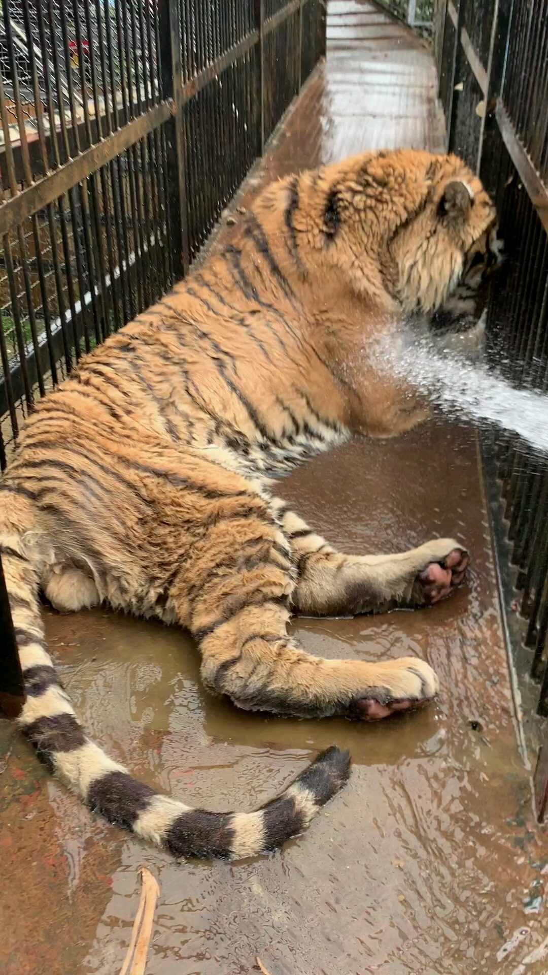 天气太热了给大老虎洗洗澡