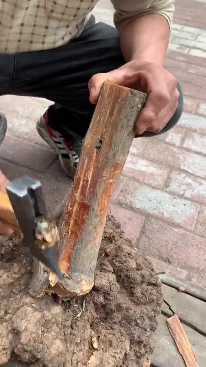 东北大山里的烧火棍