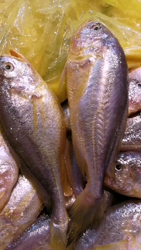 海鲜美食#东海大头子梅鱼