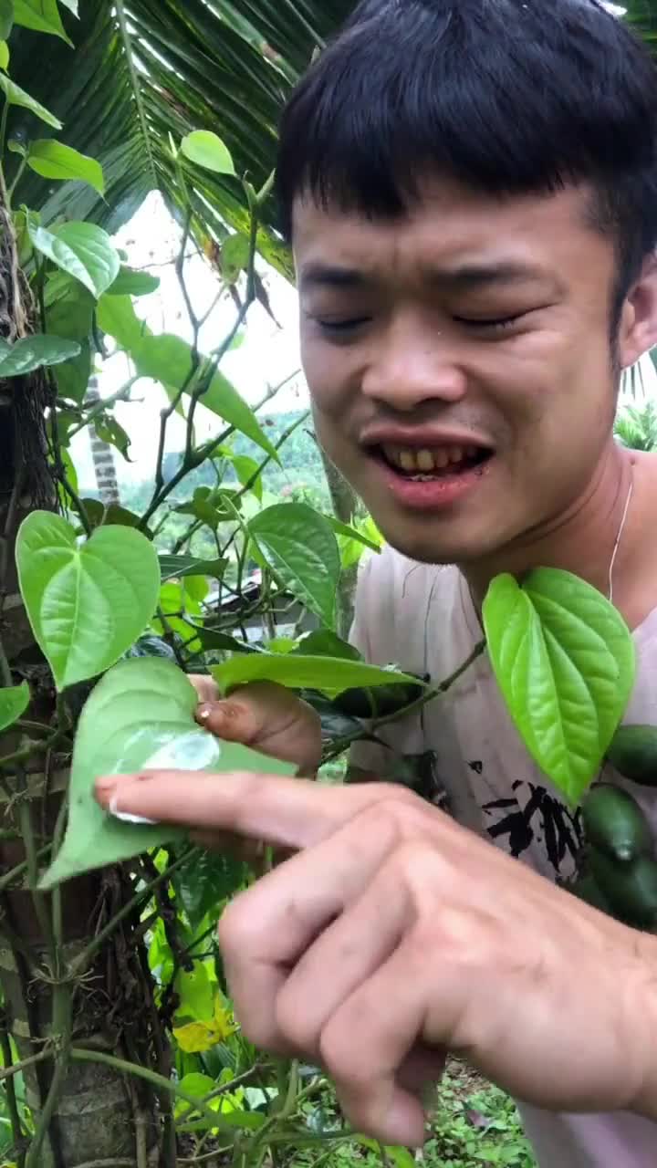 我要上热门#水果槟榔搭配蒌叶,撩发开吃