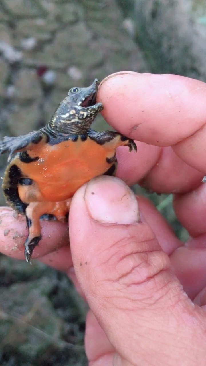 藏在空壳里的小甲鱼,小可爱